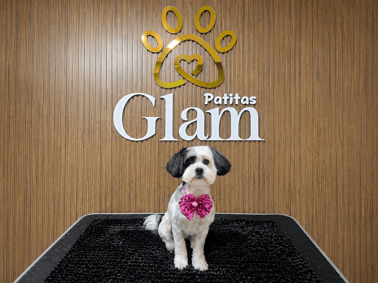 Perrito recién arreglado frente al muro principal de Patitas Glam.