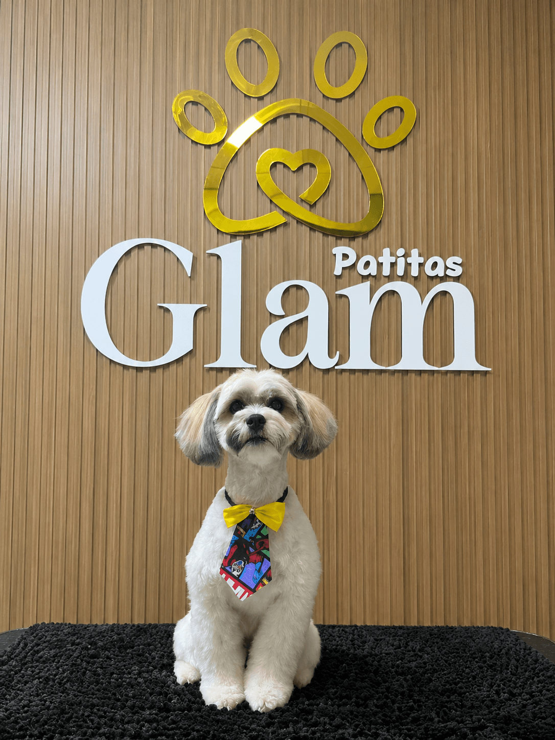 Perro recién peinado con corbatín amarillo frente al muro de Patitas Glam.