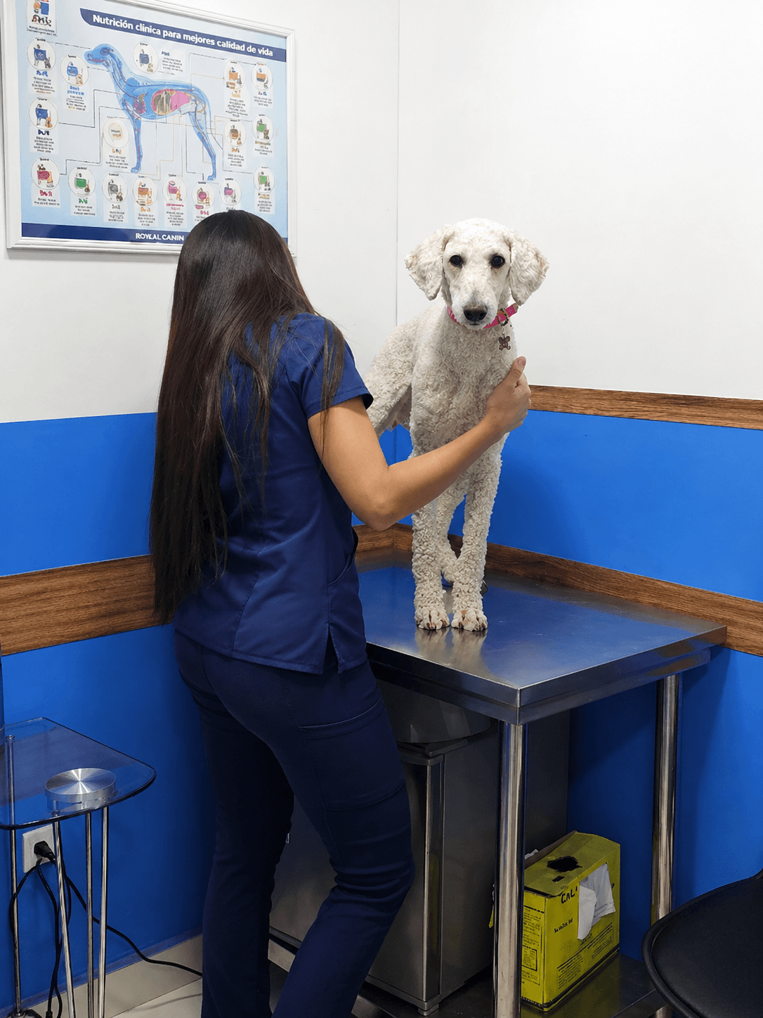 Atención y manejo de un perro sobre la mesa durante la visita.